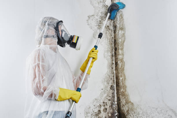 Certified Mold Removal in Craigsville, WV