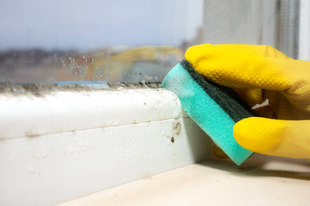 Best Affordable Mold Removal  in Craigsville, WV