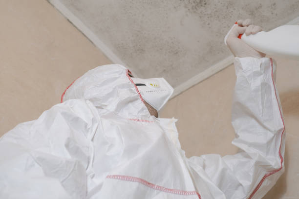 Best Local Mold Removal Service  in Craigsville, WV