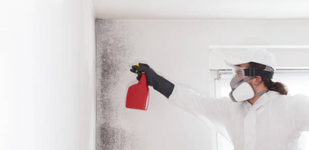 Best Certified Mold Removal  in Craigsville, WV