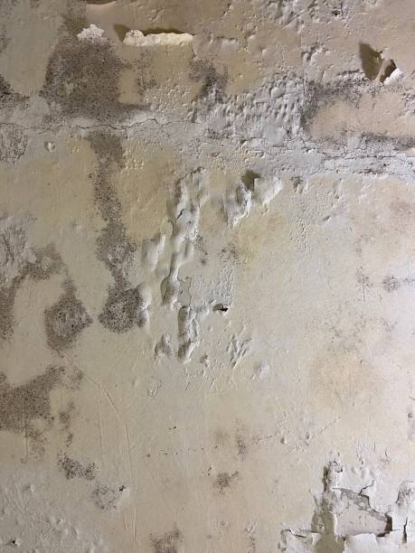 Best Home Mold Removal  in Craigsville, WV
