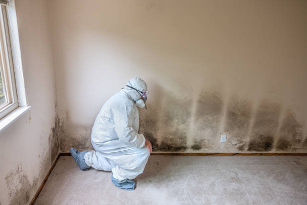 Best Black Mold Removal  in Craigsville, WV